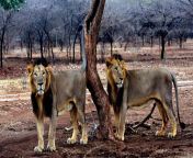 gir wildlife lions.jpg from india gir nude