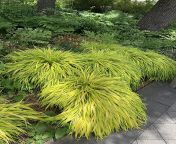hakonechloamacraallgoldjapaneseforestgrass jpgv1675915545 from japanese grass