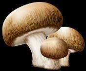 mushroom.png mushroom.png image 42881 5148.png from masroom