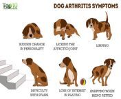 dog arthritis symptoms n.jpg from dogs ra