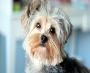 yorkshire terrier dog puppy cute pet animals 1080p wallpaper.jpg from dogk xxxopi ba