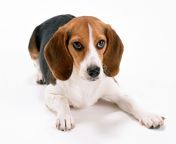 animals dogs beagle dog lying on a white background 049935 .jpg from lyingdoggy