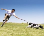 dog pulling on leash article thumbnail.jpg from pulling