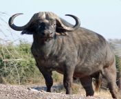africa cape buffalo1.jpg from south africa big bo