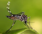 aedes aegypti moscodengue.jpg from mosco