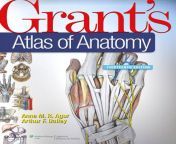 grants atlas of anatomy 13th edition.jpg from atlas grant