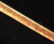 hair strand microscope evolutionary role 1024x845.jpg from strand