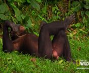 preview.jpg from chimpanzee fucking pornv pron desi bhabhi xxx