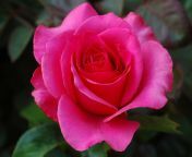 izmpfd.jpg from rose flower