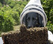 bee dog2.jpg from dogs and beeg com gill