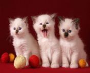 3 cute kittens.jpg from cute kity