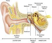 image anatomy of the ear1.jpg from 8 ear