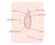 how to masturbate vagina labeled.jpg from desi pussy vagina bad science sex all videos
