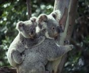 a koala bear hugs a tree national geographic.jpg from koal xxx serx photoxx sex sexy h