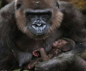 28d7240100000578 3087156 a new born baby western lowland gorilla takes a nap in his mothe a 52 1432007325371.jpg from gorillas and