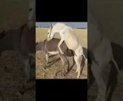 hqdefault.jpg from sexy vdieo fucking حصان وكلب ينيك بنات فيديو تنزيل افلام اجنبيةl