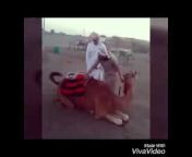 hqdefault.jpg from sex marathi xxx camel arabian pgsexy com blue film video mpg download