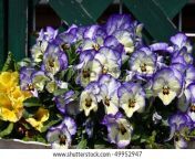 stock photo cute viola flower 49952947.jpg from viola cute
