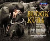 71563321602 budok kuba1.jpg from budak kua