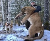 steve ecklund cougar the edge hunt 2 889x1013.jpg from mona www page cougar