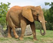 african wild elephant.jpg from elphant