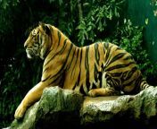 royal bengal tiger.jpg from reall bangal