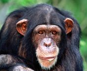 chimpanzees wallpapers 4 jpeg from chimp