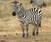 plains zebra.png from zebira