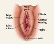 ans7 vulva.jpg from lobang kencing wanita