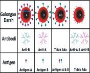 golongan darah antigen antibodi abo.jpg from tubit darah