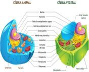 celula animal vs celula vegetal.jpg from animil x