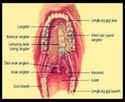 bagian bagian mulut.jpg from pancut dalam mulut