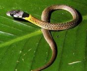 rhabdophis subminiatus.jpg from ular