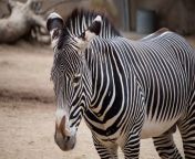 the zebra.jpg from zebira