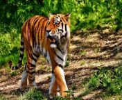 predator beautiful fur sumateran tiger rainforest animal.jpg from anmails