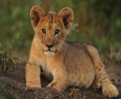 baby lion cub hd picture lion cubs photos latest images fo baby lion in the forest lion baby pics.jpg from saÃ±ny lion sax video