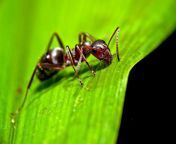 23 ants.jpg from ant tamil