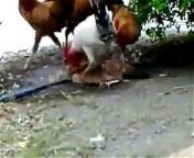 a single hen fucked by several.jpg from man fucking a hen