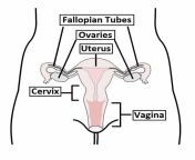 overview of the female reproductive tract.jpg from photo of vajayina