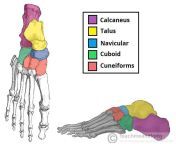 the tarsal bones of the foot.jpg from atrsal