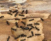 terminix residential ant control fire ants 1.jpg from kanada ant