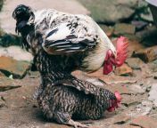 360 f 178077002 qqlhkd1hv0ltkdwtq2gd35mtaoriz1df.jpg from hen mating chicken