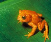 golden toad.jpg from goldtod