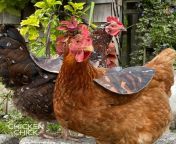 hen mating saddles 2020 2048x2048.jpg from hen mating chicken