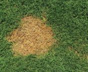 urine burn in lawn 2.jpg from pee on the grass