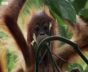orangutan child sumatra rainforest bbc video 2.jpg from jungle bbc