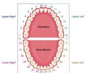 tooth numbering 2.jpg from tooh6