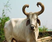white beautiful indian ox looking camera selective focus bulls rural village gujarat india 249657068.jpg from ox and xxxn desi getti