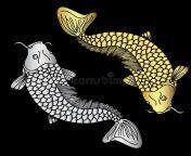 gold silver koii fish vector hand drawn black background 95678346.jpg from koii