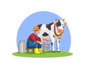 granjero ordeñando una leche ecológica fresca de vaca partir un vector ilustración animal orgánica la explotación eps 225004282.jpg from ordeÑando a la vaquita